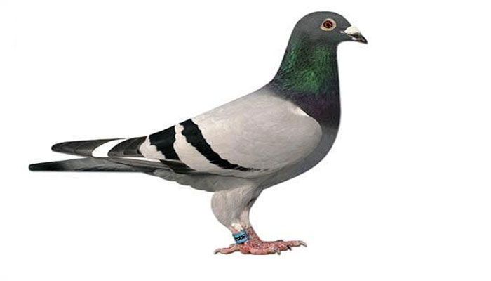 পায়রা রহস্য পায়রা রহস্য