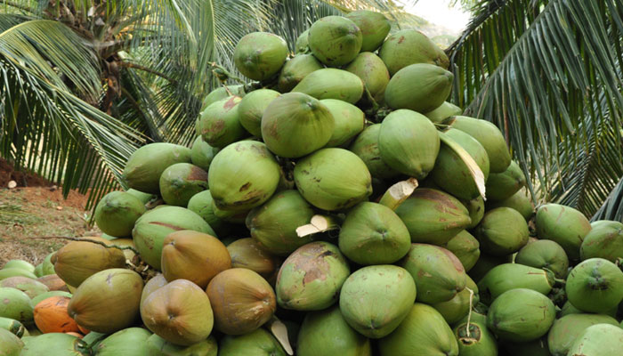 কচি ডাবের কেরামতি কচি ডাবের কেরামতি