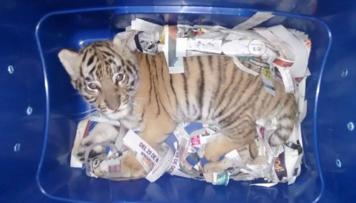 ডাকে পাঠানো বাক্স খুলে জ্যান্ত বাঘের বাচ্চা উদ্ধার করল মেক্সিকো পুলিস ডাকে পাঠানো বাক্স খুলে জ্যান্ত বাঘের বাচ্চা উদ্ধার করল মেক্সিকো পুলিস