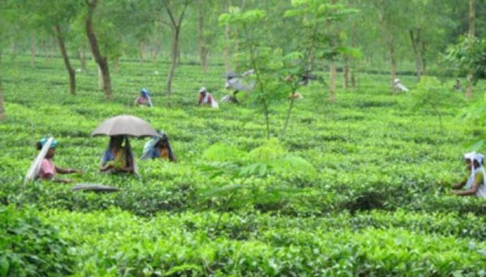 এনসেফ্যালাইটিসে আক্রান্ত পর্যটন, প্রতিদিনই বাতিল হচ্ছে ডুয়ার্সের বুকিং এনসেফ্যালাইটিসে আক্রান্ত পর্যটন, প্রতিদিনই বাতিল হচ্ছে ডুয়ার্সের বুকিং