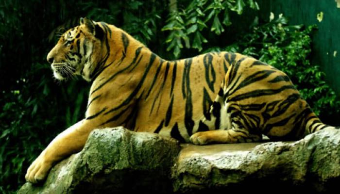 আধুনিক সভ্যতার থাবায় আজ অস্তিত্ব সংকটে বনের রাজা আধুনিক সভ্যতার থাবায় আজ অস্তিত্ব সংকটে বনের রাজা