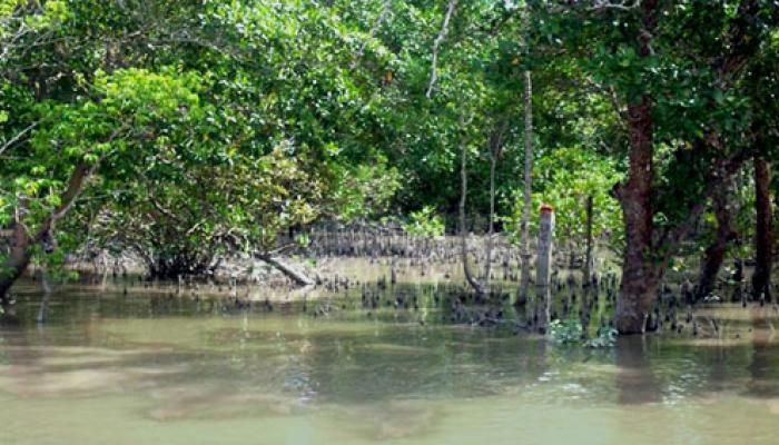 কার্বন শোষণের ক্ষমতা হারাচ্ছে সুন্দরবনের ম্যানগ্রোভ, বাড়ছে দূষণ কার্বন শোষণের ক্ষমতা হারাচ্ছে সুন্দরবনের ম্যানগ্রোভ, বাড়ছে দূষণ