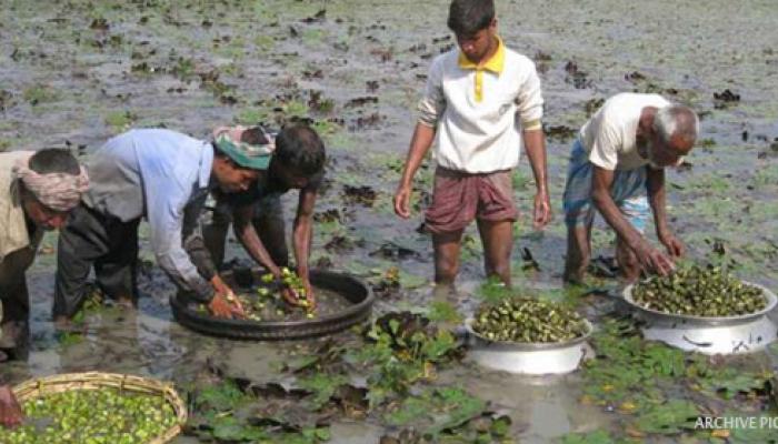 পুজোর মুখে লাভ পেতে 'জমা জলে' পানিফল চাষ করুন পুজোর মুখে লাভ পেতে 'জমা জলে' পানিফল চাষ করুন