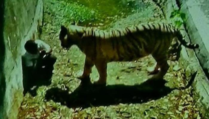 দিল্লির চিড়িয়াখানায় সাদা বাঘের হানায় প্রাণ গেল দ্বাদশ শ্রেণির ছাত্রের দিল্লির চিড়িয়াখানায় সাদা বাঘের হানায় প্রাণ গেল দ্বাদশ শ্রেণির ছাত্রের