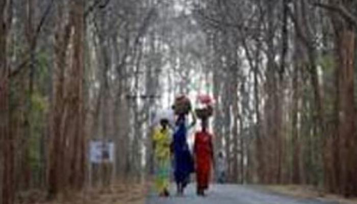 নিম্ন মানের দু'টাকার কিলোর চাল এখন গরুর খাদ্য, দামি চাল কিনতে বাধ্য হচ্ছেন জঙ্গলমহলের মানুষ নিম্ন মানের দু'টাকার কিলোর চাল এখন গরুর খাদ্য, দামি চাল কিনতে বাধ্য হচ্ছেন জঙ্গলমহলের মানুষ