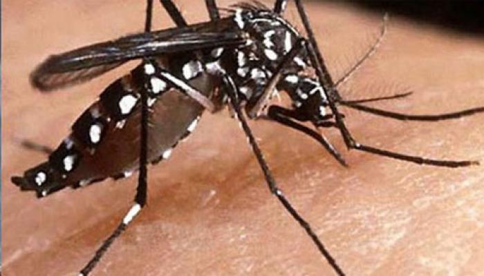 আগামী বছরের শেষে ভারতে চলে আসছে ডেঙ্গির টিকা আগামী বছরের শেষে ভারতে চলে আসছে ডেঙ্গির টিকা