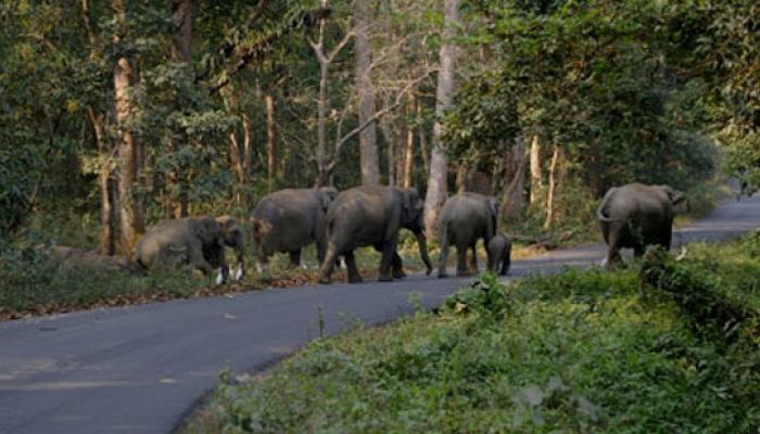 হাতির তাণ্ডব রুখতে গণমঞ্চ গড়ল বাঁকুড়াবাসী হাতির তাণ্ডব রুখতে গণমঞ্চ গড়ল বাঁকুড়াবাসী