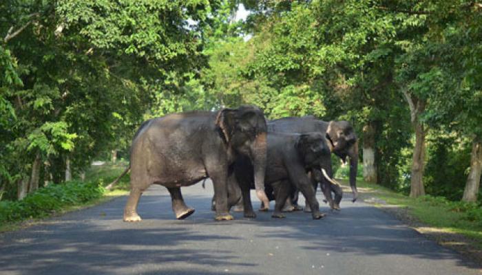উত্তরবঙ্গের লোকালয়ে হাতির হানা ঠেকাতে উদ্যোগী বনদফতর উত্তরবঙ্গের লোকালয়ে হাতির হানা ঠেকাতে উদ্যোগী বনদফতর
