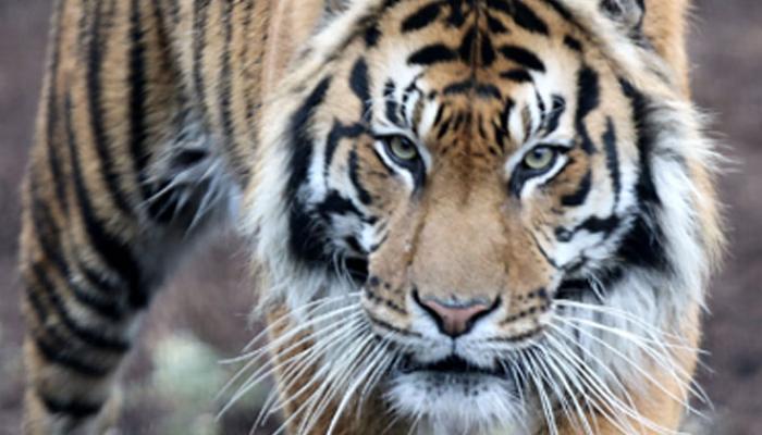 ২০১৪ সালে ভারত হারাল ৬৪টি বাঘ ২০১৪ সালে ভারত হারাল ৬৪টি বাঘ