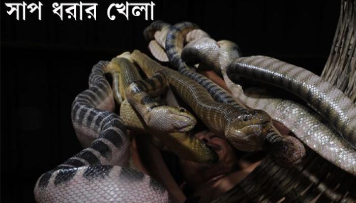 গাঁটের ব্যাথা সারাতে প্রতিবছর ৮০ টন বিষধর সাপ ধরা হয় ভিয়েতনাম উপকূল থেকে গাঁটের ব্যাথা সারাতে প্রতিবছর ৮০ টন বিষধর সাপ ধরা হয় ভিয়েতনাম উপকূল থেকে
