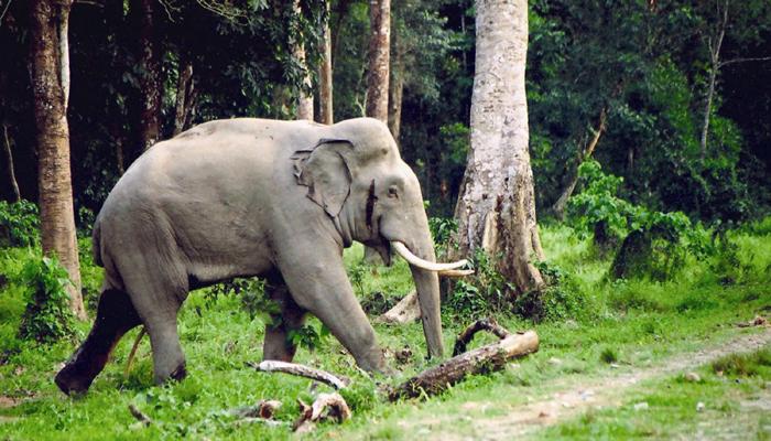 বন্যপ্রাণ সংরক্ষণের জোর রাজ্যের, নিরাপত্তায় যুক্ত হল সেনাও বন্যপ্রাণ সংরক্ষণের জোর রাজ্যের, নিরাপত্তায় যুক্ত হল সেনাও
