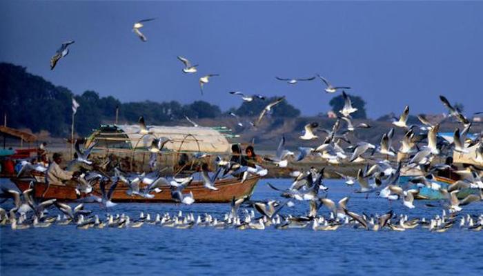 পরিযায়ী পাখির চোরাশিকার ঠেকাতে উদ্যোগী বনদফতর পরিযায়ী পাখির চোরাশিকার ঠেকাতে উদ্যোগী বনদফতর