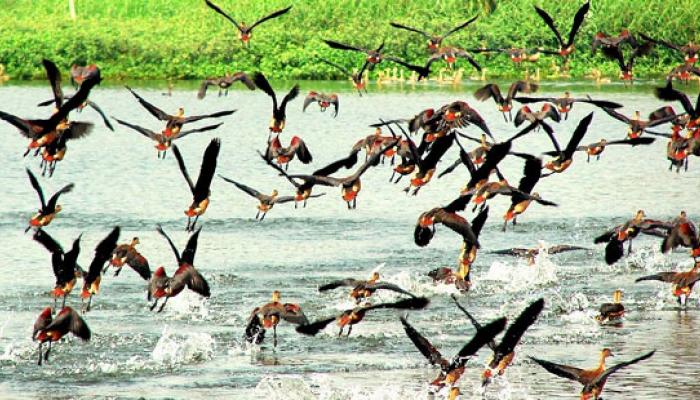 পরিযায়ী অতিথির অপেক্ষায় সাজছে রত্নেশ্বর ঝিল পরিযায়ী অতিথির অপেক্ষায় সাজছে রত্নেশ্বর ঝিল
