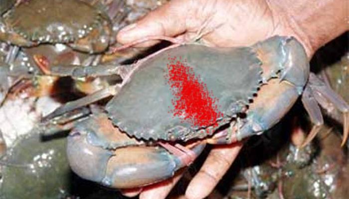 'কাঁকড়া' দেবীর আরাধনা 'কাঁকড়া' দেবীর আরাধনা