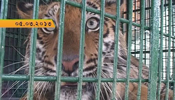 সুন্দরবনে উদ্ধার বাঘিনীর দেহ সুন্দরবনে উদ্ধার বাঘিনীর দেহ