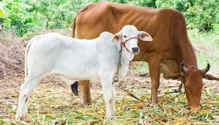 ক্যান্সার সারাতে গোমূত্র পানের পরামর্শ দিলেন বিজেপি সাংসদ ক্যান্সার সারাতে গোমূত্র পানের পরামর্শ দিলেন বিজেপি সাংসদ