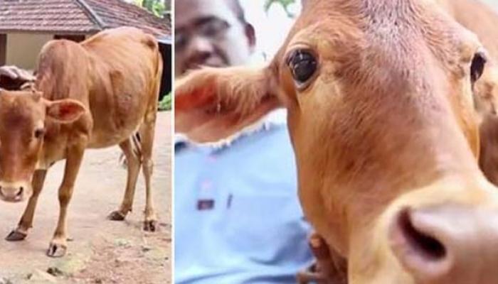 কাশ্মীরে পলিটেকনিক প্রবেশিকার লিখিত পরীক্ষায় বসার অ্যাডমিট কার্ড পেল একটি গরু কাশ্মীরে পলিটেকনিক প্রবেশিকার লিখিত পরীক্ষায় বসার অ্যাডমিট কার্ড পেল একটি গরু
