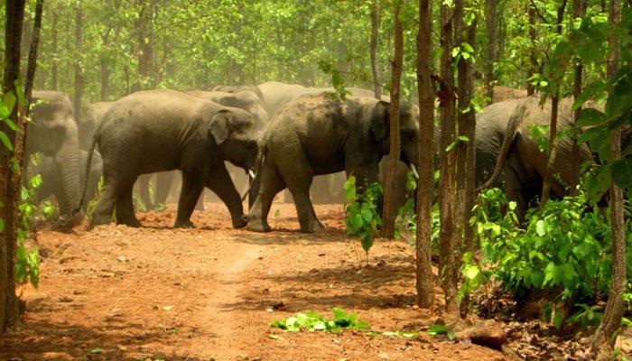 সীমান্তে হাতির অবাধ যাতায়াত রুখতে হাত মেলাল ভারত-বাংলাদেশ সীমান্তে হাতির অবাধ যাতায়াত রুখতে হাত মেলাল ভারত-বাংলাদেশ
