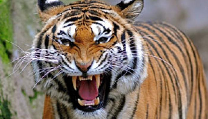 নৌকায় ঝাঁপ দিয়ে মত্স্যজীবীকে টেনে নিয়ে গেল বাঘ নৌকায় ঝাঁপ দিয়ে মত্স্যজীবীকে টেনে নিয়ে গেল বাঘ