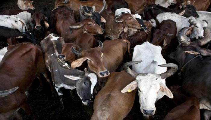 গরু পাচারকারী সন্দেহে পিটিয়ে খুন যুবককে গরু পাচারকারী সন্দেহে পিটিয়ে খুন যুবককে