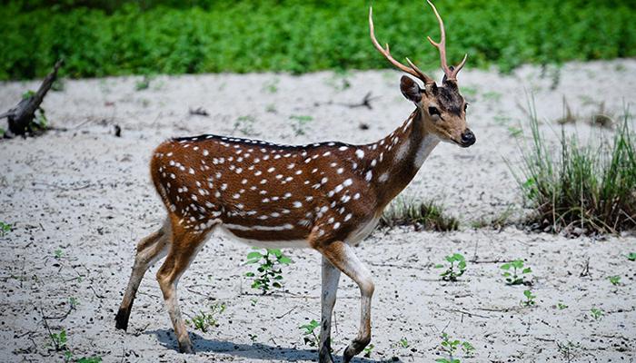 সুন্দরবনে উদ্ধার হরিণের মাংস, গ্রেফতার এক সুন্দরবনে উদ্ধার হরিণের মাংস, গ্রেফতার এক
