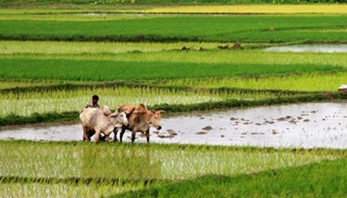 জলের অভাবে চাষ প্রায় ধ্বংসের মুখে হুগলির গোঘাটের কৃষকদের জলের অভাবে চাষ প্রায় ধ্বংসের মুখে হুগলির গোঘাটের কৃষকদের