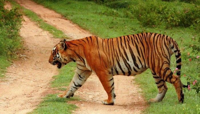 বক্সা অভায়রন্যে বাঘের সংখ্যা বাড়াতে, সবুজায়নে জোর বন দফতরের বক্সা অভায়রন্যে বাঘের সংখ্যা বাড়াতে, সবুজায়নে জোর বন দফতরের
