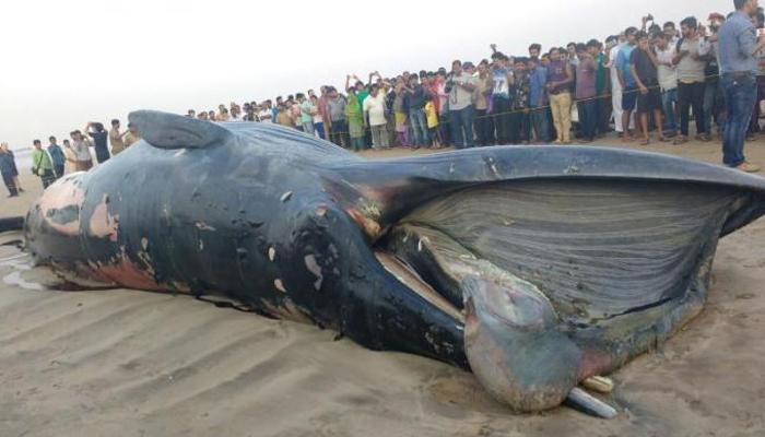 রোজ খবরে তিমির ভেসে আসা তাই জানুন তিমির ৫ টি কথা রোজ খবরে তিমির ভেসে আসা তাই জানুন তিমির ৫ টি কথা