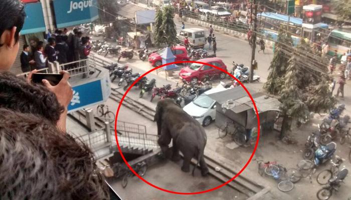 দাপানো দাঁতালকে ঘুম পাড়িয়ে নিয়ে যাওয়া হবে সুকনার জঙ্গলে দাপানো দাঁতালকে ঘুম পাড়িয়ে নিয়ে যাওয়া হবে সুকনার জঙ্গলে