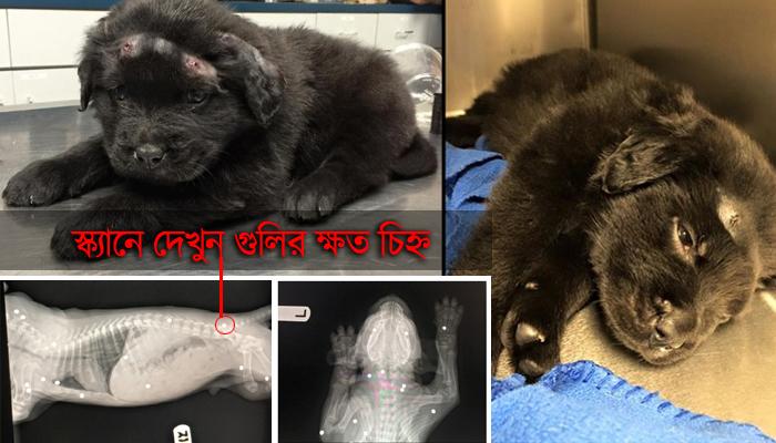 ১৮টি বুলেট হজম করে জীবনযুদ্ধে জয়ী ৬ সপ্তাহের কুকুর ছানা ১৮টি বুলেট হজম করে জীবনযুদ্ধে জয়ী ৬ সপ্তাহের কুকুর ছানা