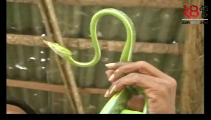 কোয়েম্বাটোরে দেখা মিলল উড়ন্ত সাপের! (দেখুন ভিডিও) কোয়েম্বাটোরে দেখা মিলল উড়ন্ত সাপের! (দেখুন ভিডিও)
