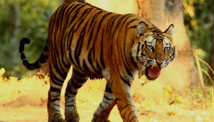 নাগাল্যাণ্ডে মোট কটা বাঘ আছে? নাগাল্যাণ্ডে মোট কটা বাঘ আছে?