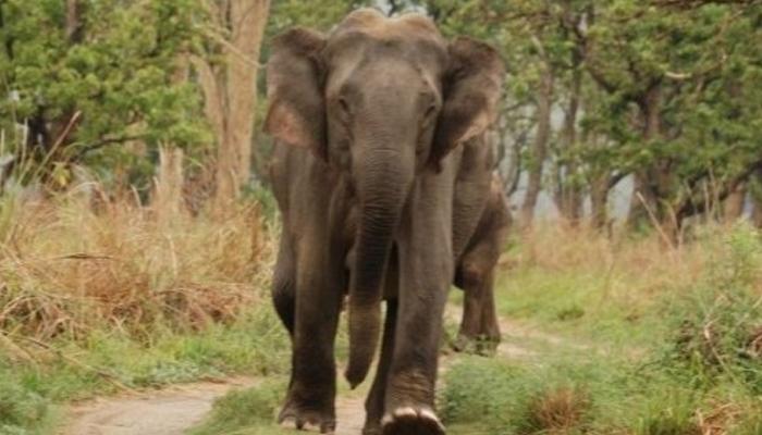 বাঁকুড়ায় হাতির তাণ্ডব বাঁকুড়ায় হাতির তাণ্ডব