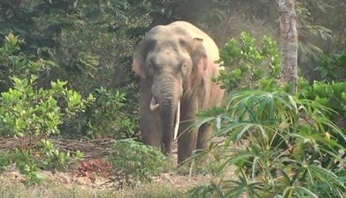 প্রচন্ড গরমে জলের খোঁজে লোকালয়ে বাড়ছে হাতির হানা প্রচন্ড গরমে জলের খোঁজে লোকালয়ে বাড়ছে হাতির হানা