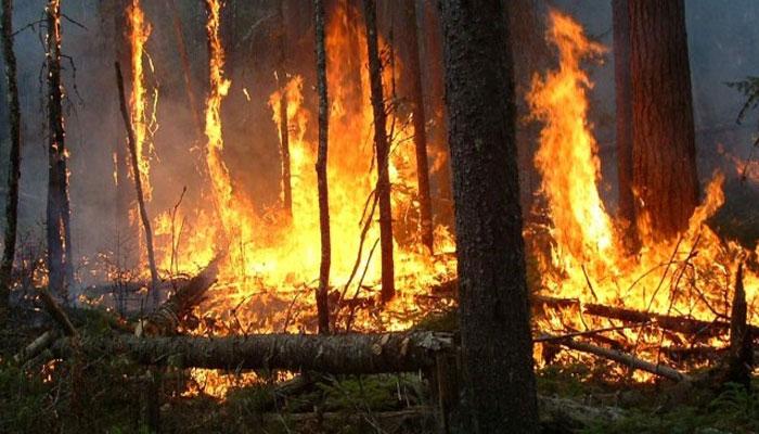 দাবানলের গ্রাসে ক্যালিফোর্নিয়া দাবানলের গ্রাসে ক্যালিফোর্নিয়া