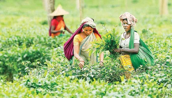 উত্তরবঙ্গে বন্ধ ৬ টি চাবাগান নিলামের ভাবনা রাজ্যের উত্তরবঙ্গে বন্ধ ৬ টি চাবাগান নিলামের ভাবনা রাজ্যের