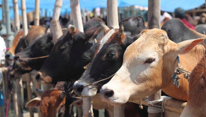 এবার গরুরাও পাবে আধার কার্ড, তবে শুধু তারাই যারা দুধ দেয় এবার গরুরাও পাবে আধার কার্ড, তবে শুধু তারাই যারা দুধ দেয়
