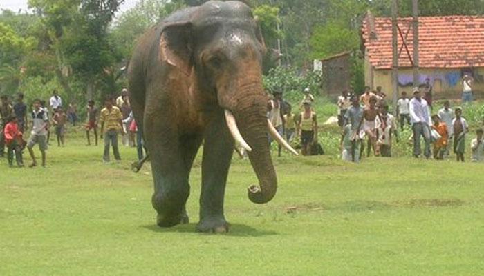 ফের হাতির তাণ্ডব বাঁকুড়ায় ফের হাতির তাণ্ডব বাঁকুড়ায়