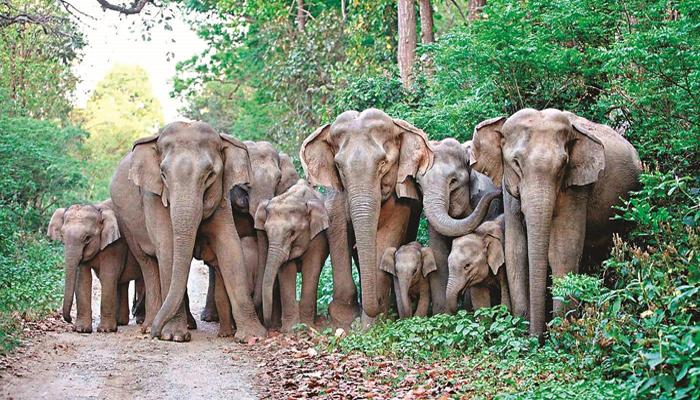 জলপাইগুড়ির মালবাজারে হাতির হামলা চলছেই জলপাইগুড়ির মালবাজারে হাতির হামলা চলছেই