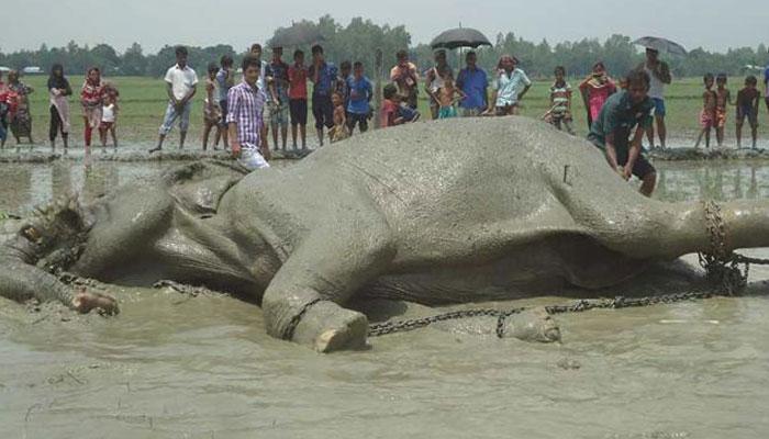 মারা গেল বঙ্গ বাহাদুর মারা গেল বঙ্গ বাহাদুর