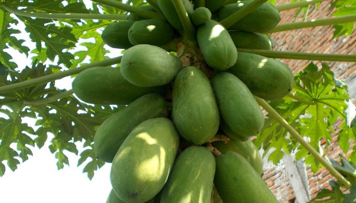 ডেঙ্গি রোগীকে ঘরোয়া এই টোটকাগুলি খাওয়ান, উপকার পাবেন ডেঙ্গি রোগীকে ঘরোয়া এই টোটকাগুলি খাওয়ান, উপকার পাবেন