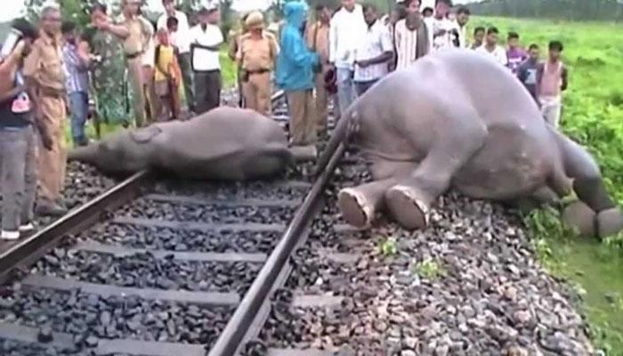 বাঁকুরার বিষ্ণুপুরে ট্রেনের ধাক্কায় মৃত্যু তিন হাতির, গাফিলতির অভিযোগ বনদফতরের বিরুদ্ধে বাঁকুরার বিষ্ণুপুরে ট্রেনের ধাক্কায় মৃত্যু তিন হাতির, গাফিলতির অভিযোগ বনদফতরের বিরুদ্ধে
