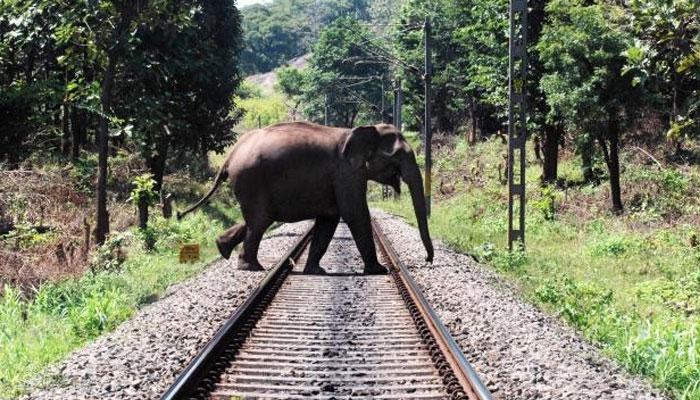 বাঁকুড়ার জঙ্গল এলাকাকে হাতি করিডর ঘোষণার নিদান বিশেষজ্ঞদের বাঁকুড়ার জঙ্গল এলাকাকে হাতি করিডর ঘোষণার নিদান বিশেষজ্ঞদের