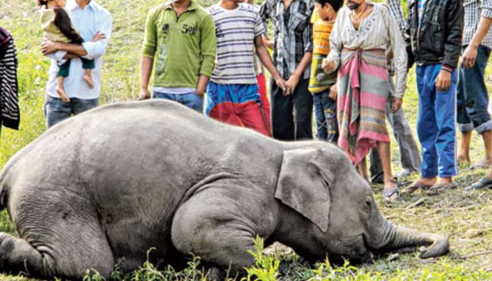 বিদ্যুত্স্পৃষ্ট হয়ে দুটি প্রাপ্তবয়স্ক হাতির মৃত্যু নকশালবাড়িতে বিদ্যুত্স্পৃষ্ট হয়ে দুটি প্রাপ্তবয়স্ক হাতির মৃত্যু নকশালবাড়িতে