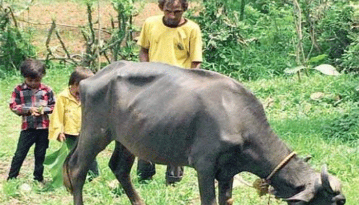 দেশের প্রাক্তন ক্রিকেট অধিনায়ক দুটো খাবার জোগাড় করার জন্য গরু চড়াচ্ছেন! দেশের প্রাক্তন ক্রিকেট অধিনায়ক দুটো খাবার জোগাড় করার জন্য গরু চড়াচ্ছেন!