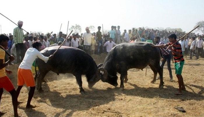 দুর্গাপ্রতিমার বিসর্জনের আগে মোষের লড়াই পুরুলিয়ায়! দুর্গাপ্রতিমার বিসর্জনের আগে মোষের লড়াই পুরুলিয়ায়!