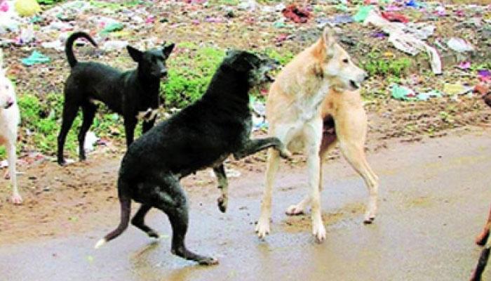 কুকুর কাম ও কুকুর হত্যার অপরাধে হায়েদরাবাদে গ্রেফতার যুবক কুকুর কাম ও কুকুর হত্যার অপরাধে হায়েদরাবাদে গ্রেফতার যুবক