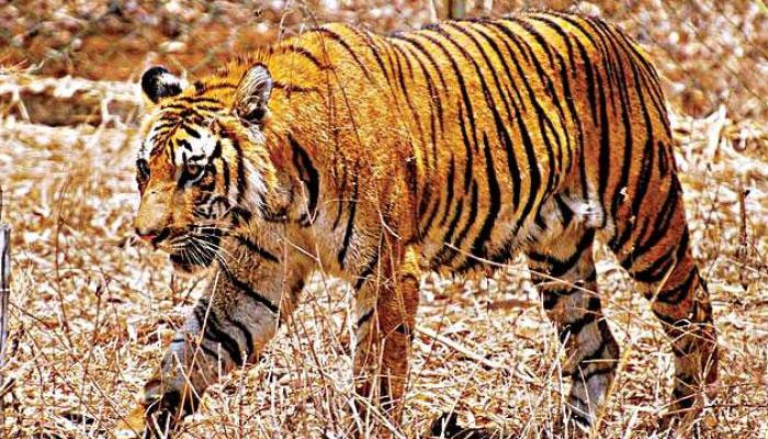 বাঘের খাঁচায় ঝাঁপ যুবকের বাঘের খাঁচায় ঝাঁপ যুবকের
