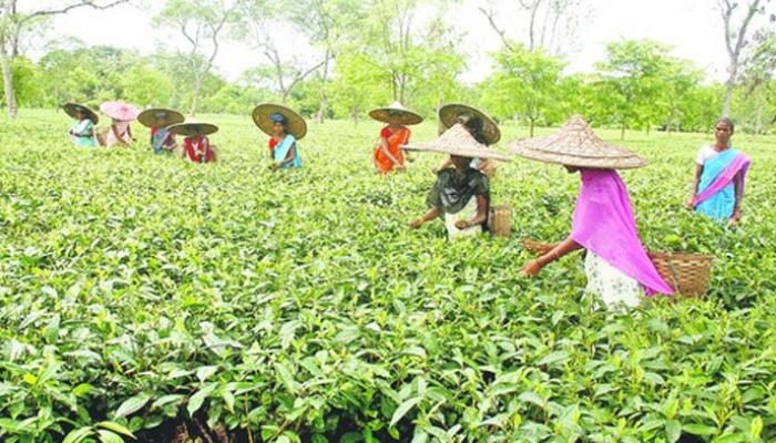 শ্রমিকরাই কাজ শুরু করলেন বন্ধ চা বাগানে শ্রমিকরাই কাজ শুরু করলেন বন্ধ চা বাগানে