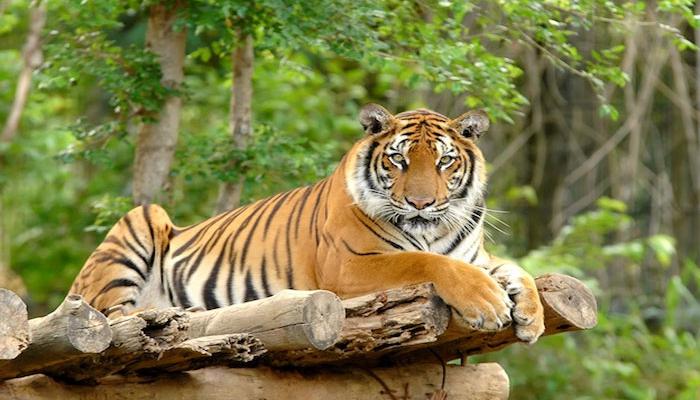 টাইগার সাফারির মজা এবার মিলবে উত্তরবঙ্গের বেঙ্গল সাফারিতে টাইগার সাফারির মজা এবার মিলবে উত্তরবঙ্গের বেঙ্গল সাফারিতে